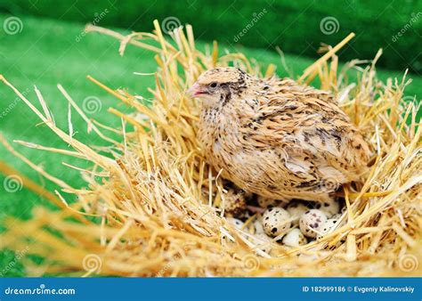 Quail nest - 16-18. cm inch. Wingspan. 32-35. cm inch. The Common quail ( Coturnix coturnix) is a small ground-nesting game bird in the pheasant family Phasianidae. With its characteristic call, this species of quail is more often heard than seen. It is widespread in Europe and North Africa, and should not be confused with the Japanese quail, Coturnix ... 
